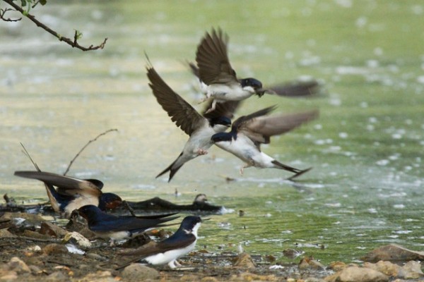 house martins