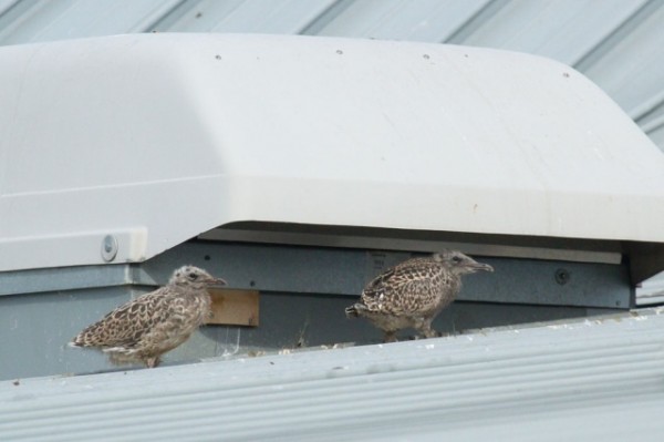 Lesser black-backed gull chick