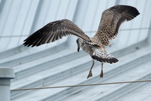 Lesser black backed gull chick attempting to fly