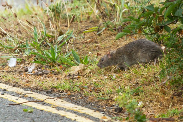 Brown rat