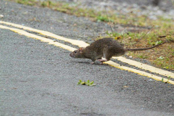Rats