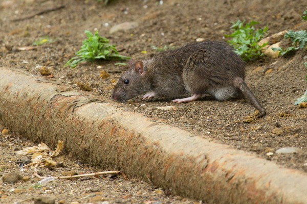 Rats