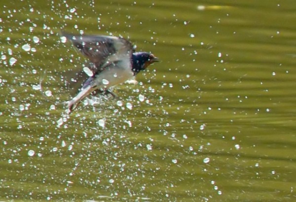 Swallow