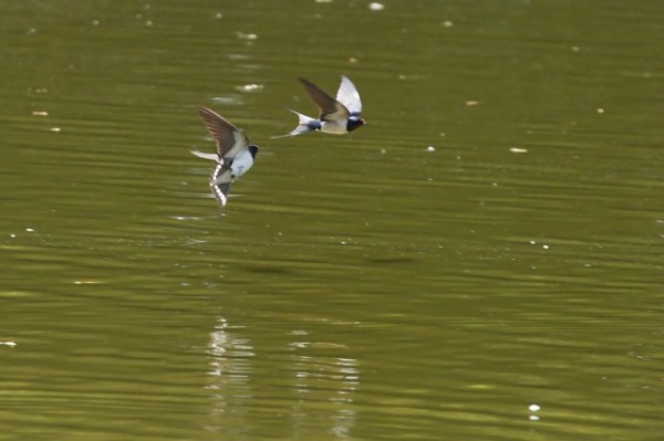 Swallow