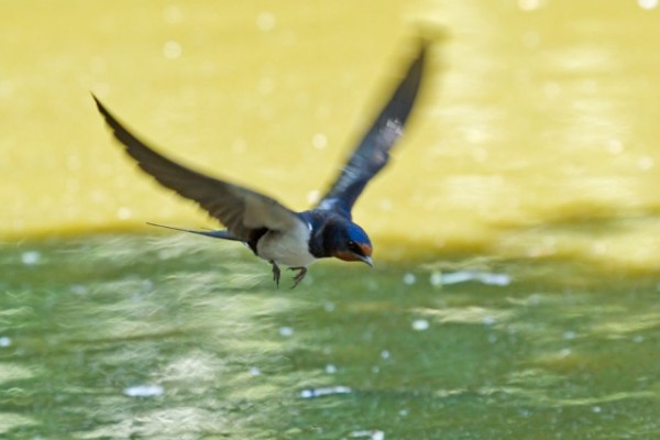 swallow