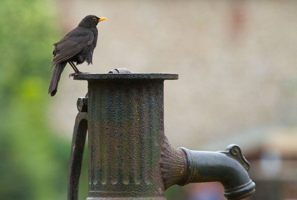 Blackbird perched on iron water pump, Falmer, East Sussex