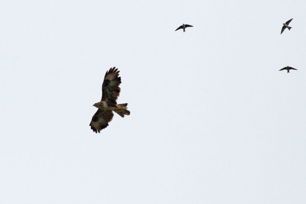 Buzzard with swallow and house martins