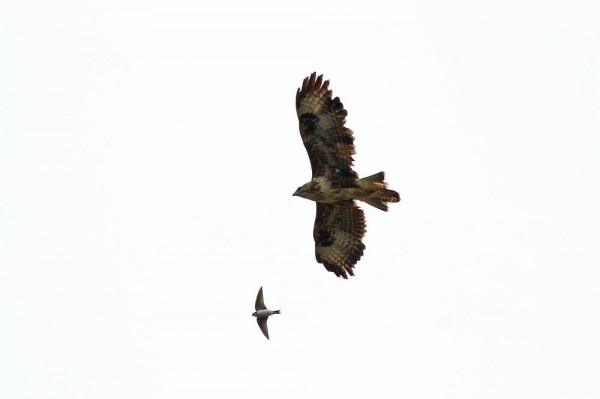 Buzzard with swallow 