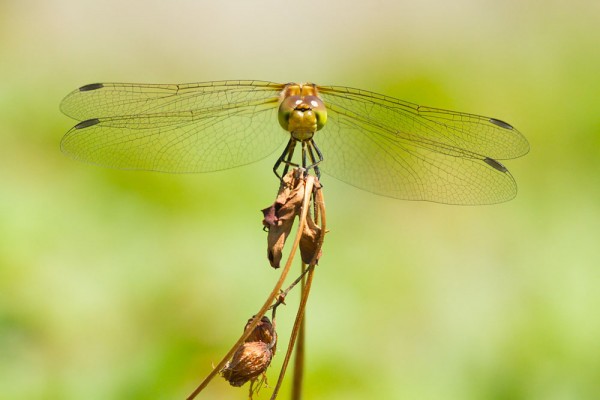 Common darter dragonfly