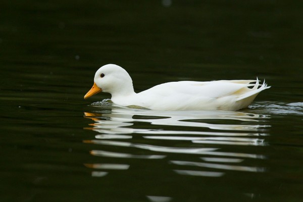 White duck on Falmer Pond