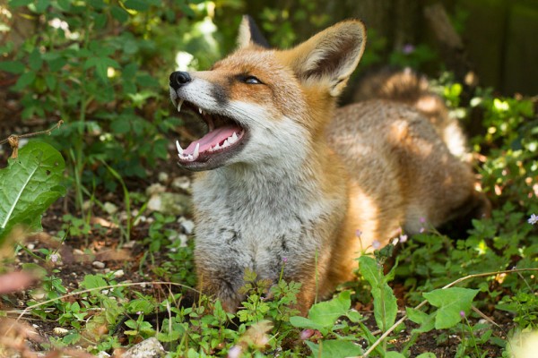 Fox lying down in shade