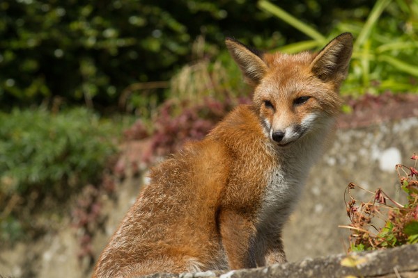 Fox cub sitting down
