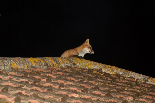 Fox on the apex of a roof at night.
