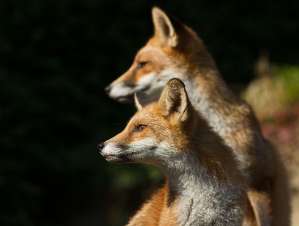 Two young foxes