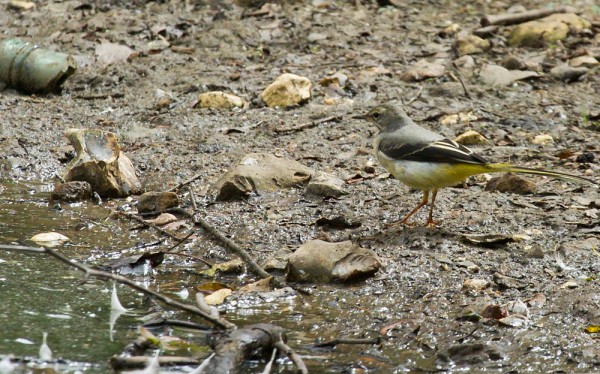 Grey wagtail