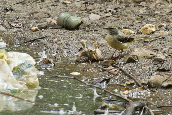 Grey wagtail