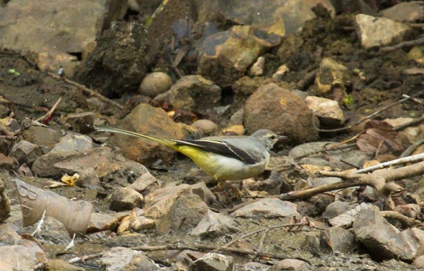 Grey wagtail