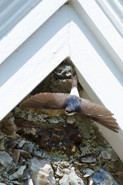 House martin flying to and from nest in the eaves of a house