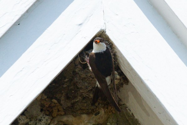 House martin with ladybird at nest in eaves of a house