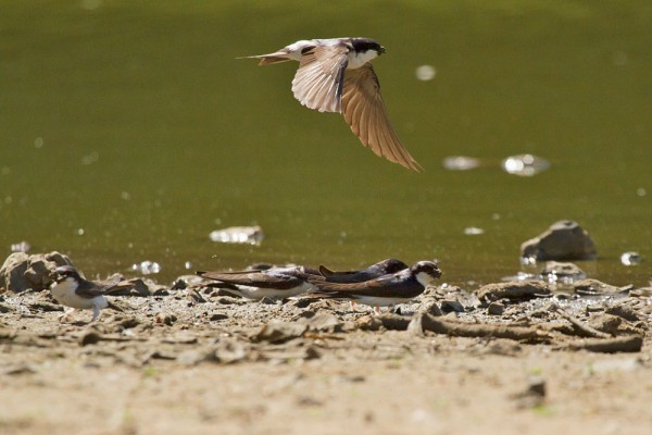 House martins