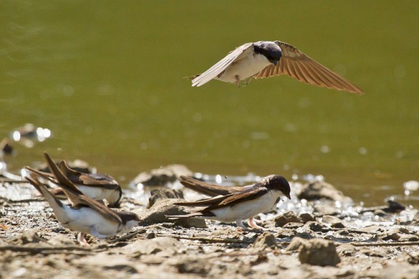 House martins