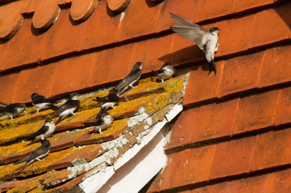 House martins on roof