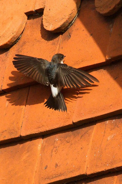 House martin on tiled roof