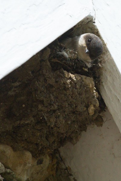 House martin chicks