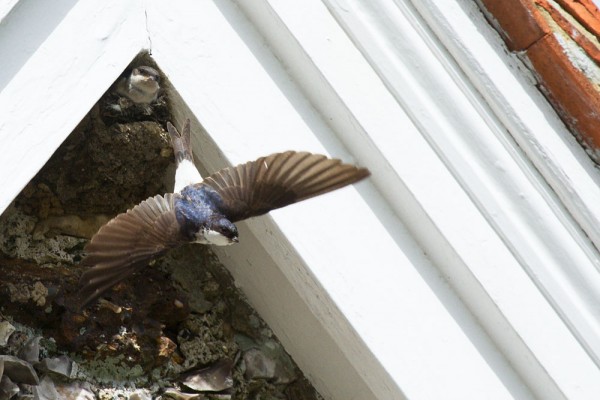 House martin chicks