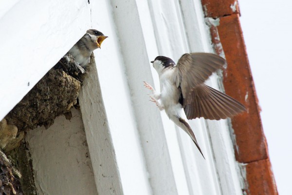 House martin chicks