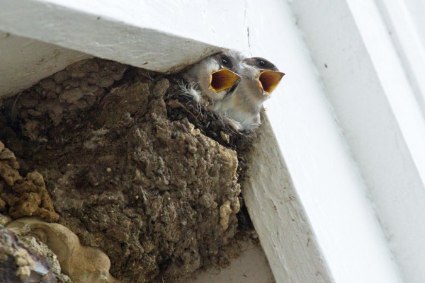 House martin chicks