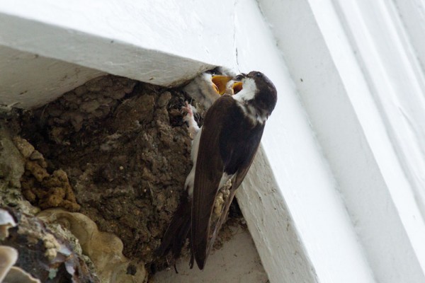 House martin chicks