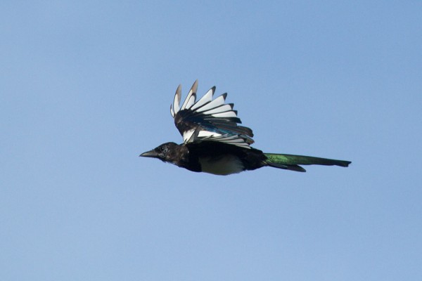 Juvenile magpie (Pica pica) in flight