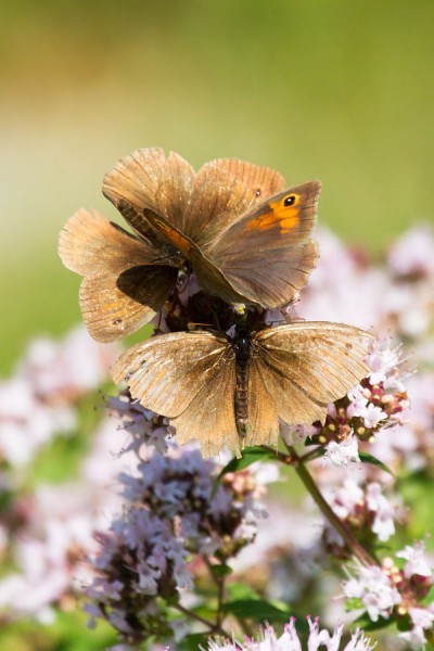 Meadow brown butterflies