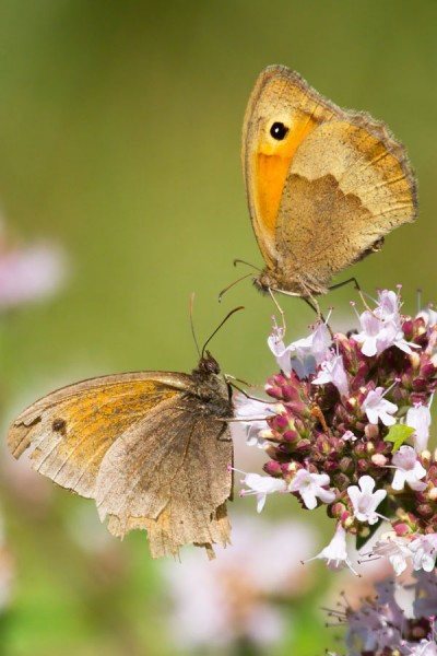 Meadow brown butterflies
