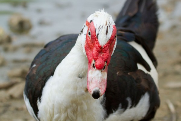 Male Muscovy duck