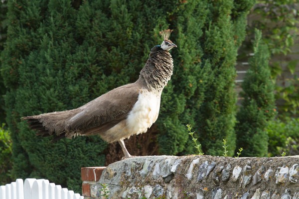 Pea hen in Falmer Village, East Sussex.