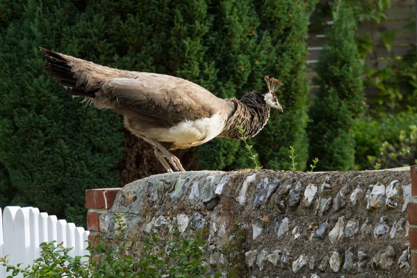 Pea hen in Falmer Village, East Sussex.