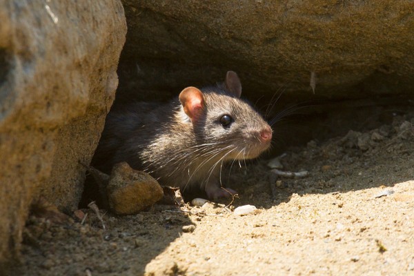 Rat (Rattus norvegicus) scurrying among rocks at the edge of Falmer Pond, East Sussex