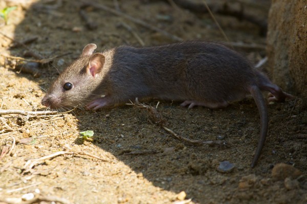 Rat (Rattus norvegicus) scurrying among rocks at the edge of Falmer Pond, East Sussex