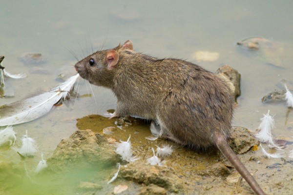Rat at edge of pond