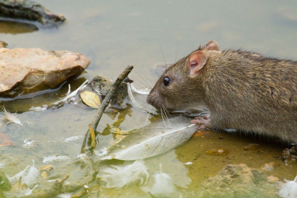 Rat at edge of pond