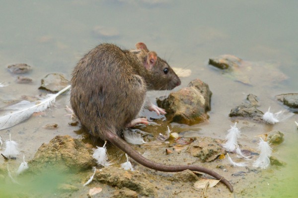 Rat at edge of pond