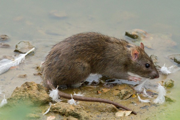 Rat at edge of pond