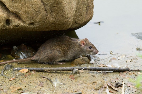 Rat at edge of pond