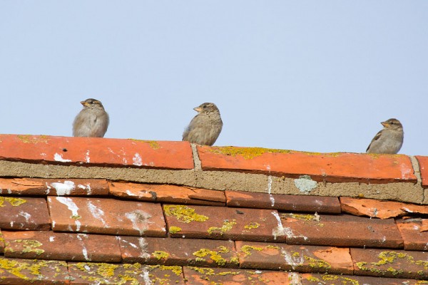 Trio of young fledgling house sparrows on roof,