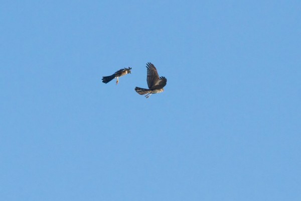 Pair of sparrowhawks
