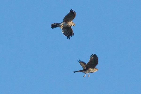 Pair of sparrowhawks