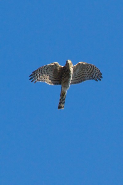 Sparrowhawk