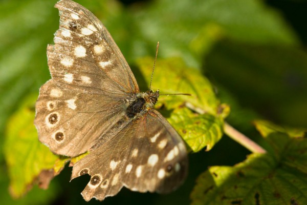 Speckled Wood butterfly